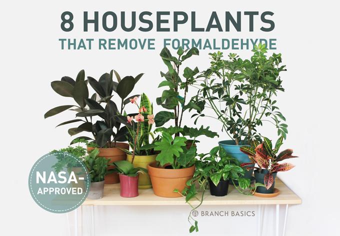 featured image: 8 NASA-Approved Plants That Remove Formaldehyde by Branch Basics