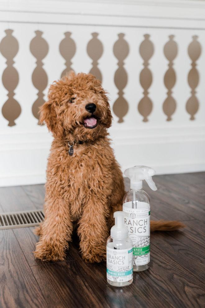 featured image: Feeling Frisky: How to Wash Your Pet with Branch Basics