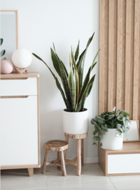 Improve The Air Quality In Your Home With Indoor Plants 