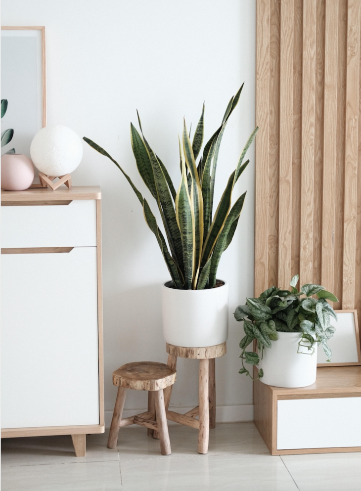 featured image: Improve The Air Quality In Your Home With Indoor Plants