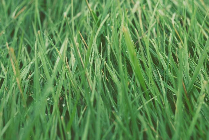How To Remove Pesticides | Branch Basics