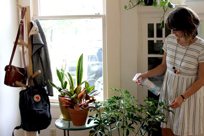 8 NASA-Approved Plants That Remove Formaldehyde by Branch Basics