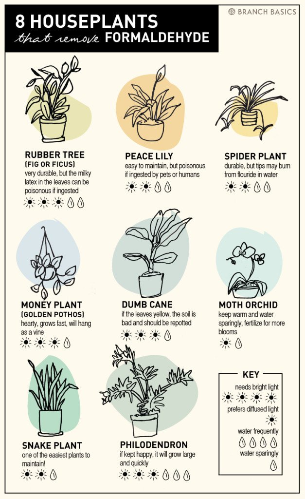 8 NASA-Approved Plants That Remove Formaldehyde by Branch Basics